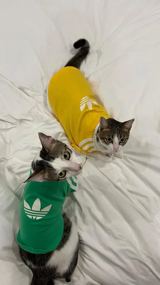 Orion and Nova on a bed, each wearing a small t-shirt, the night before their flight to Malaysia.