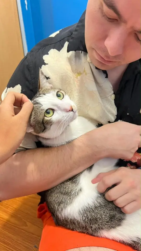 One of the cats being held during a supervised visit at the quarantine station on 6 August 2026.